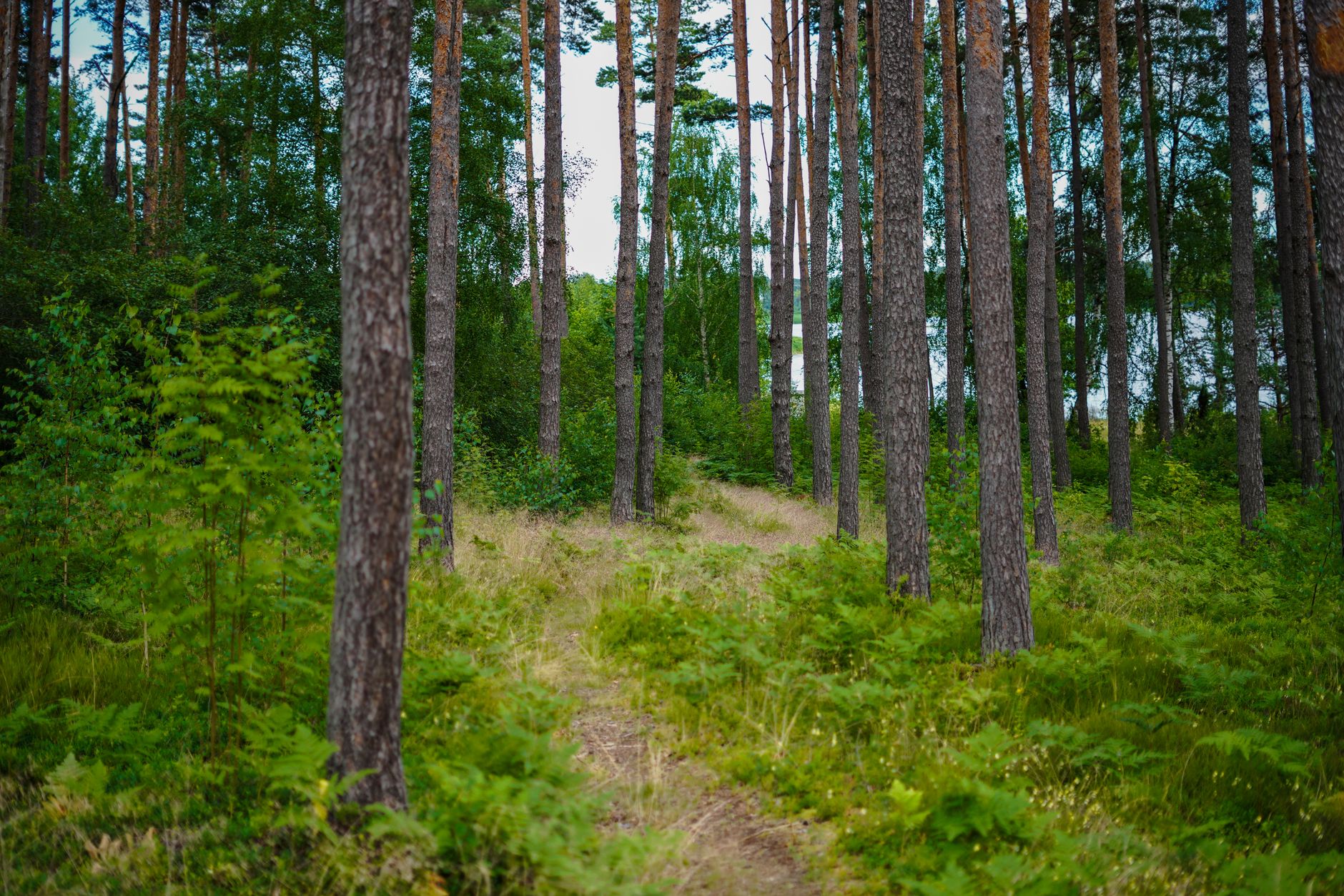 Meža taka pārgājiena maršrutā pa Latvijas laukiem